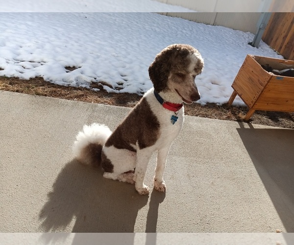 Medium Photo #10 Poodle (Standard) Puppy For Sale in BONNERS FERRY, ID, USA