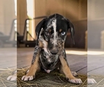 Small #8 Catahoula Leopard Dog