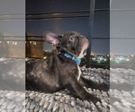 Small Photo #40 French Bulldog Puppy For Sale in NEWARK, NJ, USA