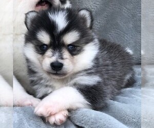 Pomsky Puppy for sale in SAVOY, MA, USA