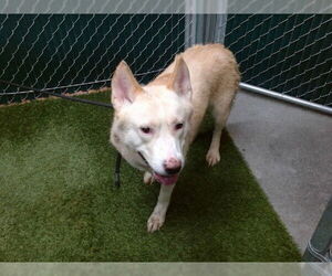 Siberian Husky Dogs for adoption in Downey, CA, USA