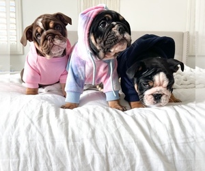 English Bulldog Puppy for sale in MURRIETA, CA, USA