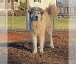 Small #18 Great Pyrenees