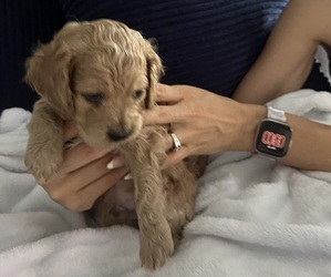 Cock-A-Poo Puppy for Sale in GRANT VLKRIA, Florida USA