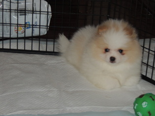 Pomeranian Puppy for sale in CALHOUN, GA, USA