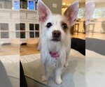 Small #1 Chihuahua Mix