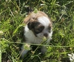 Small Photo #10 Shih Tzu Puppy For Sale in VENETA, OR, USA