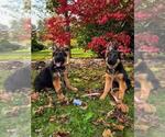 Small Photo #142 German Shepherd Dog Puppy For Sale in LA FAYETTE, NY, USA