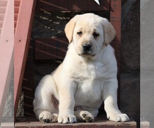 Labrador Retriever Puppy for sale in FREDERICKSBG, OH, USA