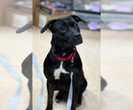 Small #1 American Pit Bull Terrier Mix