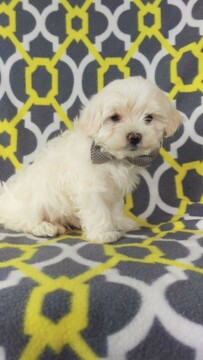 Medium Photo #3 Maltese Puppy For Sale in EDEN, PA, USA