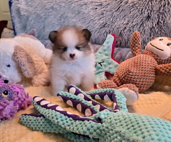 Medium Photo #3 Pomeranian Puppy For Sale in MENIFEE, CA, USA
