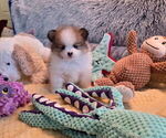 Small Photo #3 Pomeranian Puppy For Sale in MENIFEE, CA, USA