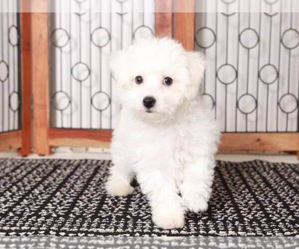 Medium Photo #3 Bichon Frise Puppy For Sale in NAPLES, FL, USA