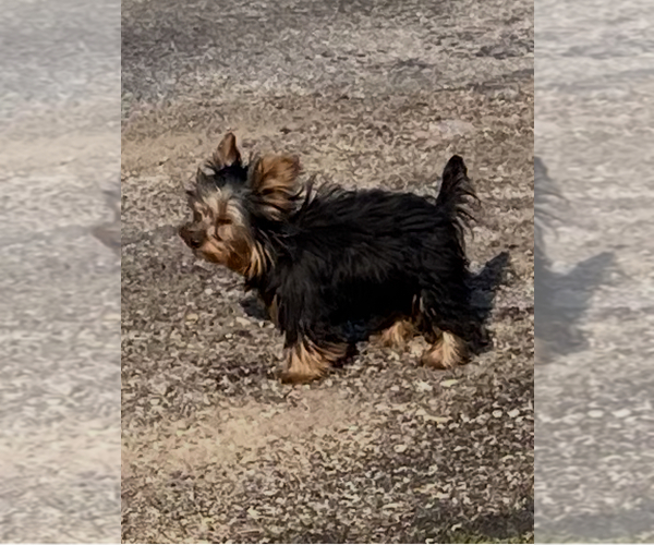 Medium Photo #2 Yorkshire Terrier Puppy For Sale in PRAIRIE DU CHIEN, WI, USA