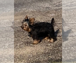 Small #1 Yorkshire Terrier