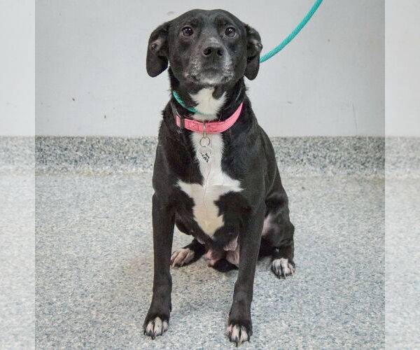 Medium Photo #3 American Staffordshire Terrier-Unknown Mix Puppy For Sale in Huntley, IL, USA