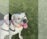 Small #7 American Staffordshire Terrier