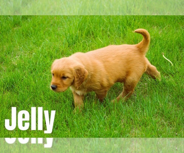 Medium Photo #29 Golden Retriever Puppy For Sale in MIDDLEBURG, PA, USA
