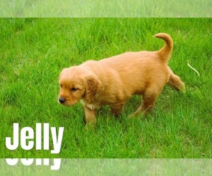Medium Golden Retriever