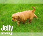 Puppy Jelly Golden Retriever