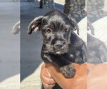 Small #2 Labrador Retriever Mix