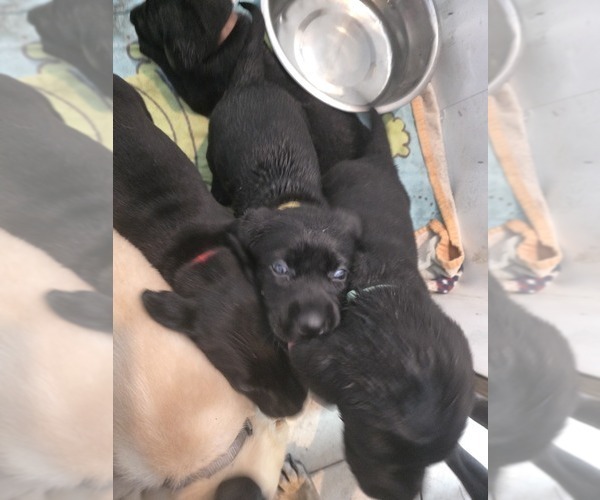 Medium Photo #6 Labrador Retriever Puppy For Sale in TAMPA, FL, USA