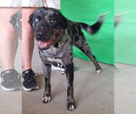 Small #1 Catahoula Leopard Dog Mix