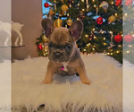 Puppy 2 French Bulldog