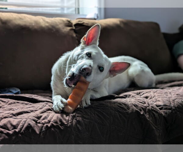Medium Photo #9 Mutt Puppy For Sale in Princeton, MN, USA