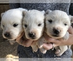 Small Photo #3 Miniature American Eskimo Puppy For Sale in OREGON CITY, OR, USA