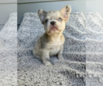 Small #2 French Bulldog
