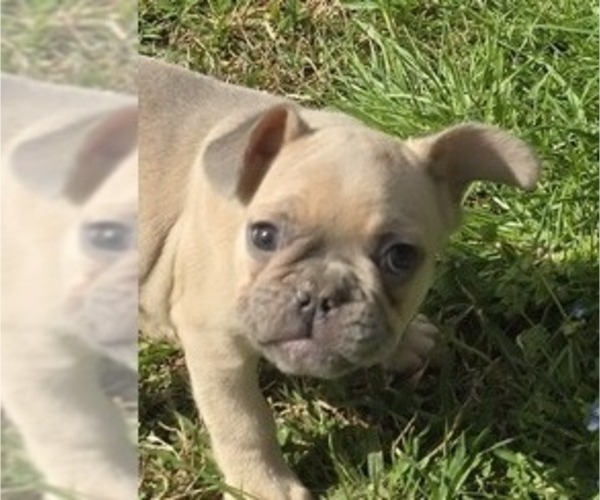Medium Photo #2 French Bulldog Puppy For Sale in GREENEVILLE, TN, USA