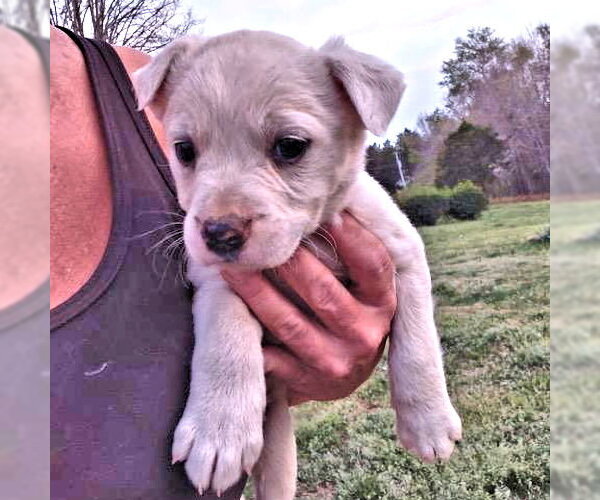 Medium Photo #2 Borador Puppy For Sale in Rutherfordton, NC, USA