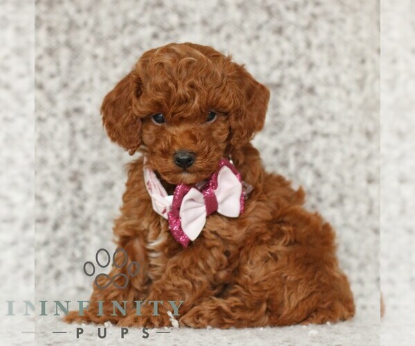 Medium Photo #2 Poodle (Toy) Puppy For Sale in NEW HOLLAND, PA, USA