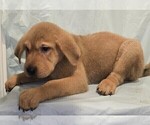 Puppy Kody Australian Cattle Dog-Chinese Shar-Pei Mix