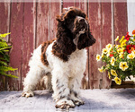 Small #5 Cocker Spaniel