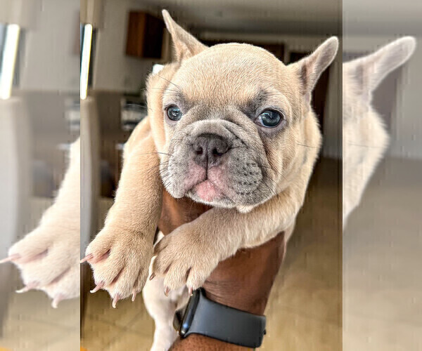 Medium Photo #7 French Bulldog Puppy For Sale in SMYRNA, GA, USA