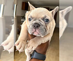 Small Photo #7 French Bulldog Puppy For Sale in SMYRNA, GA, USA