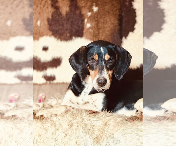 Medium Photo #8 Black and Tan Coonhound-Unknown Mix Puppy For Sale in Holly Springs, NC, USA