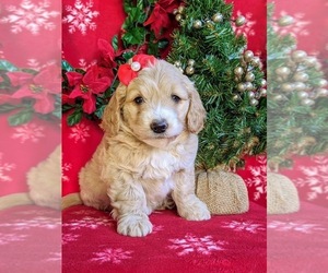 Goldendoodle Puppy for sale in CHRISTIANA, PA, USA