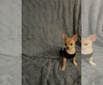 Small Chihuahua