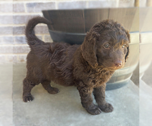 Goldendoodle Puppy for sale in WELLSVILLE, KS, USA