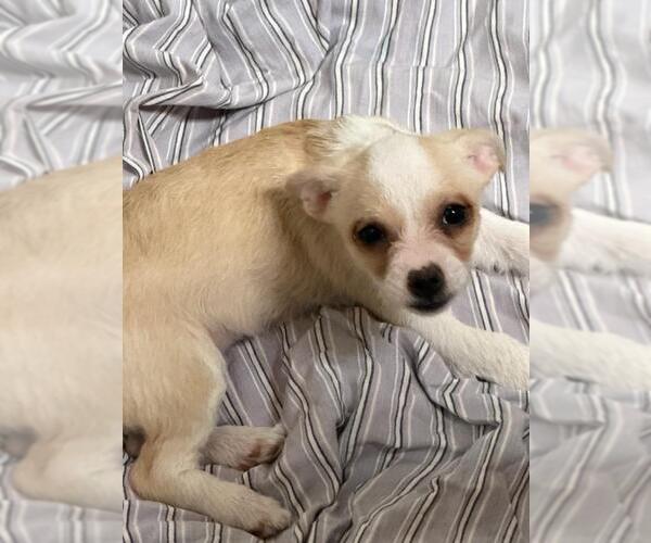 Medium Photo #2 Malchi Puppy For Sale in Hewitt, NJ, USA