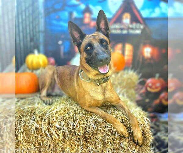 Medium Photo #2 German Shepherd Dog-Unknown Mix Puppy For Sale in Long Beach, CA, USA