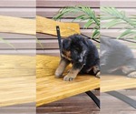 Small #2 German Shepherd Dog