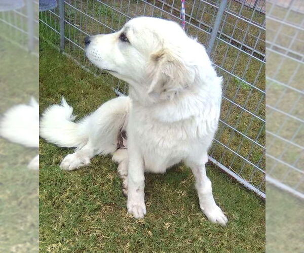 Medium Photo #4 Great Pyrenees Puppy For Sale in Spring, TX, USA