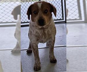 Australian Shepherd-Unknown Mix Dogs for adoption in Temple, TX, USA