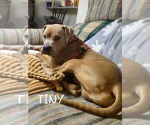 Tiny - Male Mutt Dog for Adoption - Photo #2