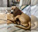Small Photo #2 Mutt Puppy For Sale in Springdale, PA, USA